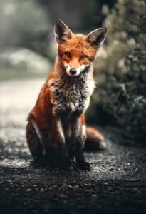 2 Blog - How do you tame a human 1 - The taming of the Siberian Fox