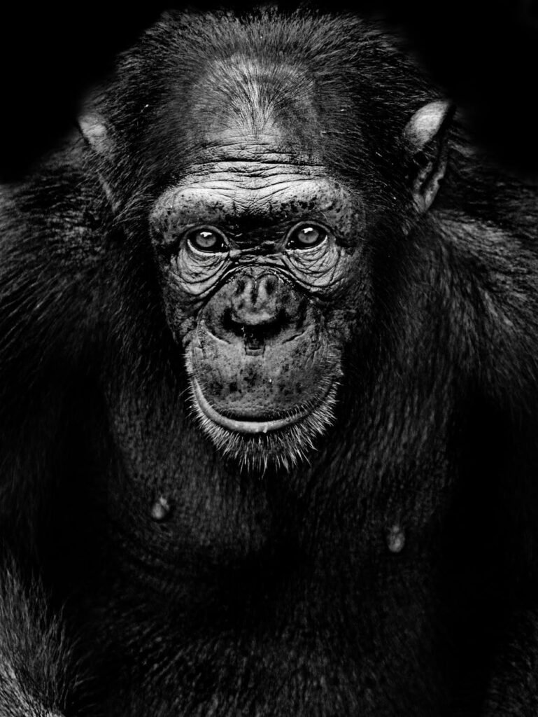 2 Blog - How do you tame a human 4 - “How do you feel about the domestication of humans?”