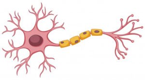 Nerve cells that enable our interaction with our environment - Daniel Kish