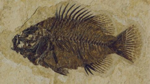 consider what happened 50 million years ago with a small fish swimming near the bottom of the Indian Ocean and he dies and slowly falls to the bottom only to be covered in sand.