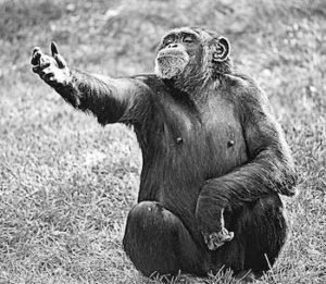 Chimpanzees have been exhibited to use 66 different hands signals - TDN Blog