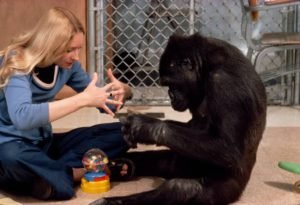 Koko, a low land gorilla, was just an infant when he was introduced to Francine Patterson.