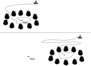 How does spatial cognition of animals help them in navigation - TDN Blog