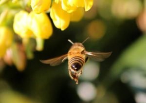 How does spatial cognition of animals help them in navigation? - Honey bees navigate according to a map like spatial memory.