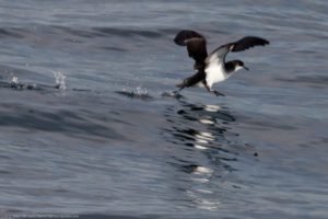 How-does-spatial-cognition-of-animals-help-them-in-navigation-Manx-shearwater - Think Different